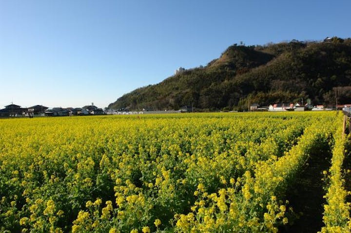菜の花まつり