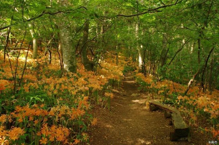 井原山のオオキツネノカミソリ