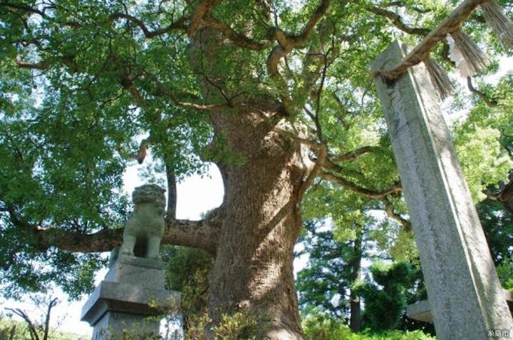 六所神社の大樟