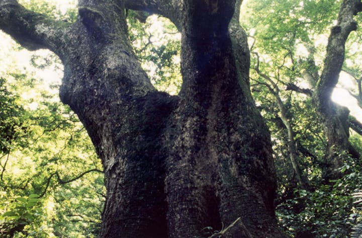 立花山クスノキ原生林