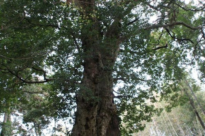 六所神社のカゴノキ