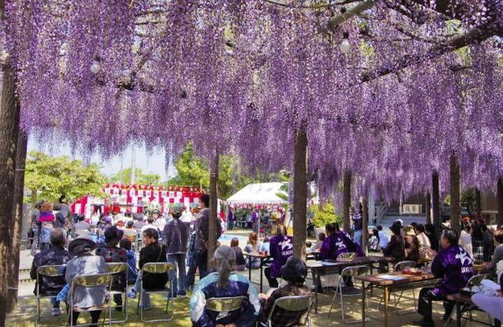 上高場大藤祭り【2021年は開催中止】
