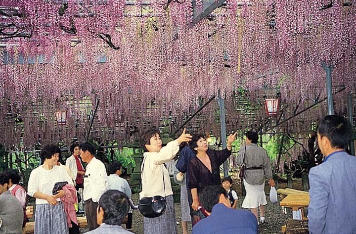 【2021年中止】八女黒木大藤まつり