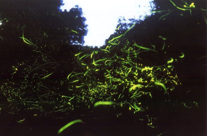 【中止】辺春ホタルまつり