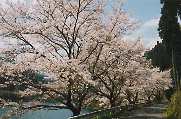 日向神ダムの千本桜