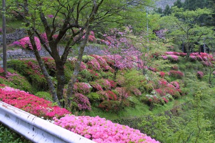 大杣公園のつつじ