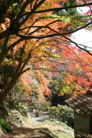 八女津媛神社の紅葉