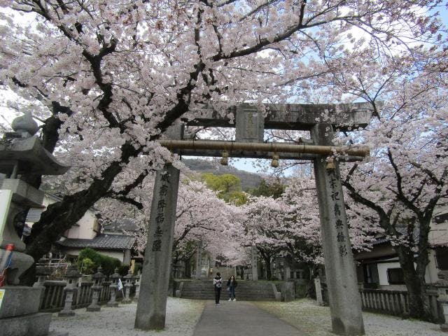 香春町内「桜の名所」