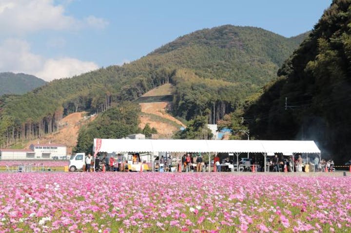 宮原コスモスまつり