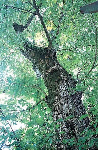 英彦山の菩提樹