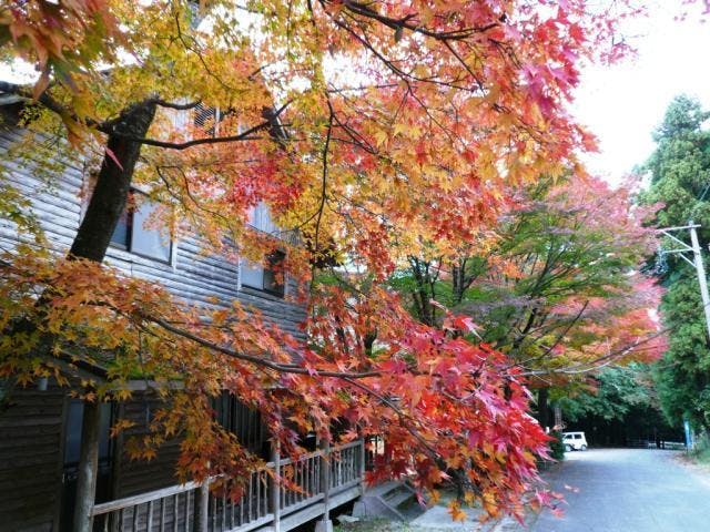 【2021年未定】もみじウォーキング大会