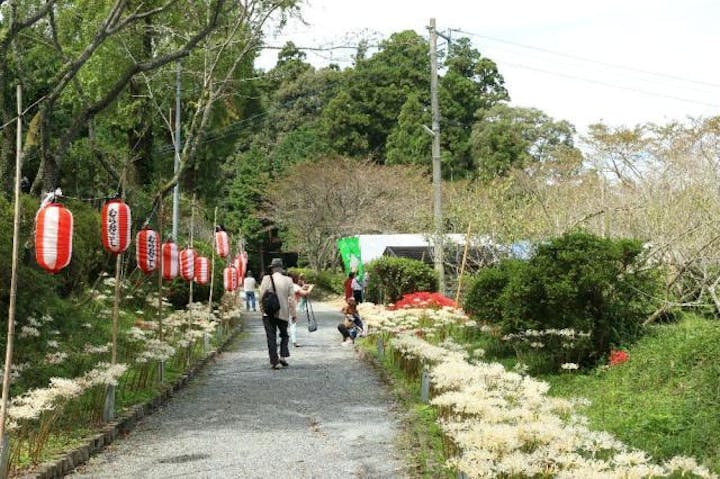 【2021年中止】白い彼岸花祭り
