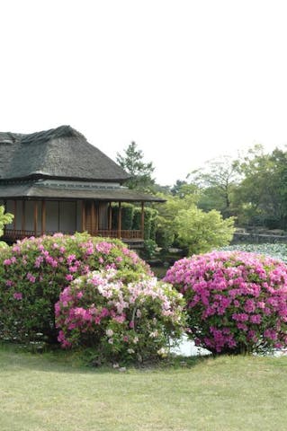 神野公園のツツジ