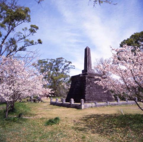 石井樋公園の桜