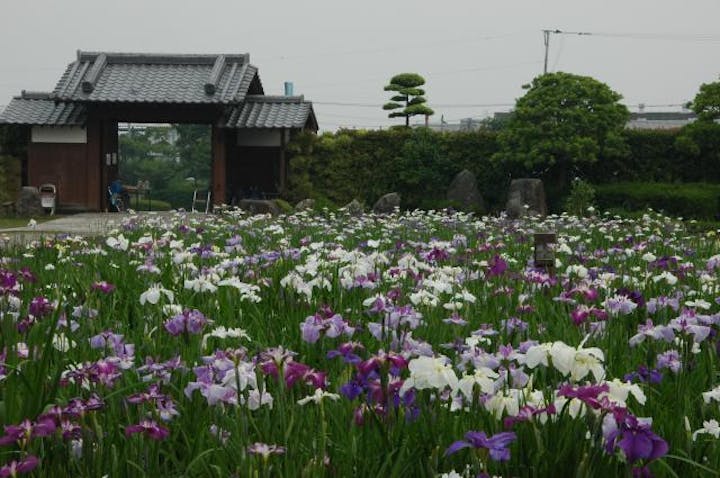 大和中央公園花しょうぶ園