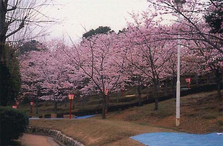 中央公園のツツジ・桜