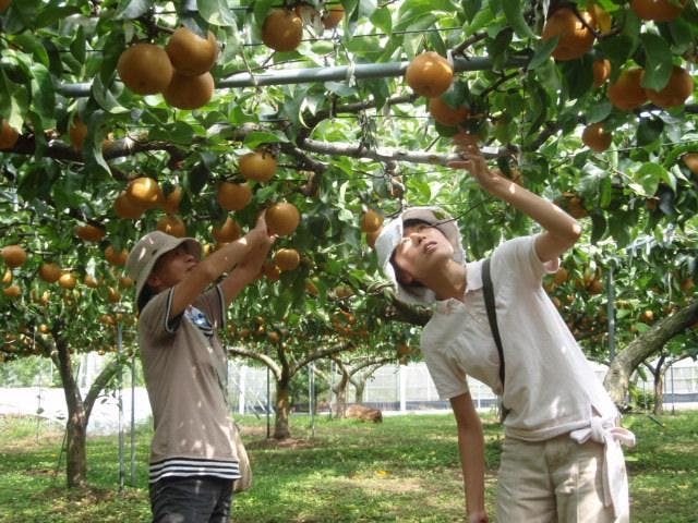 伊万里観光農園なし狩り