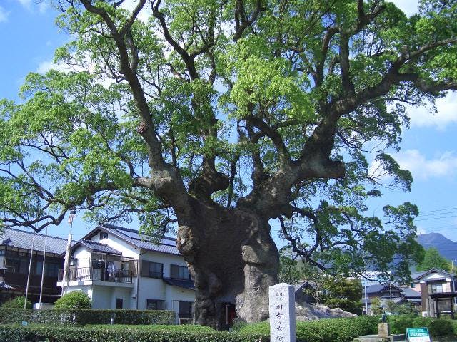 川古のクス