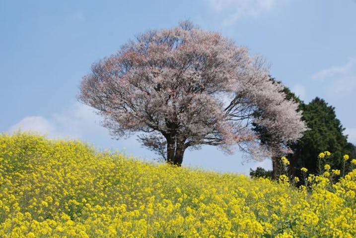 馬場の山桜