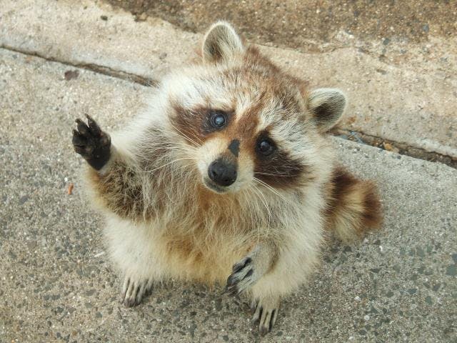 森とリスの遊園地 メルヘン村