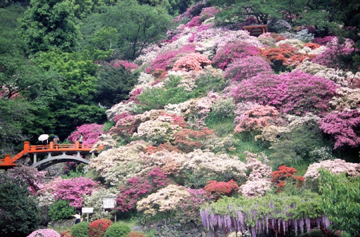 東山公園のツツジ