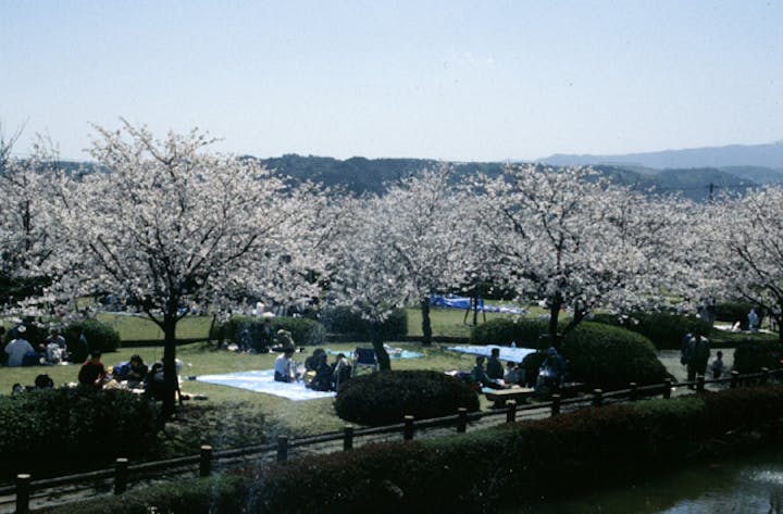 旭ケ岡公園の桜