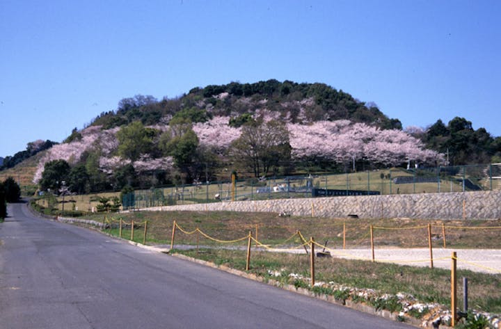 蟻尾山公園の桜