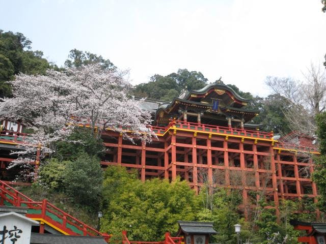 祐徳稲荷神社の桜