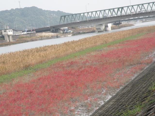 百貫橋下のシチメンソウ紅葉