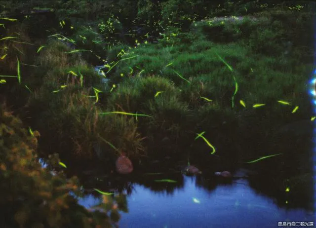 佐賀 縁結び の遊び 体験 アソビュー