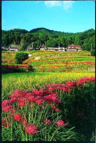 江里山の棚田の彼岸花