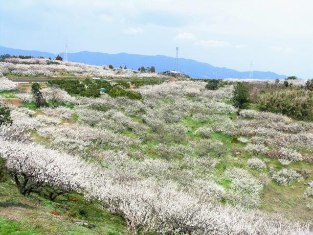小城市三里牛尾梅まつり