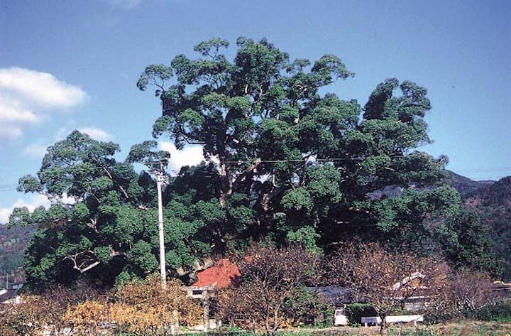 白角折神社のクス