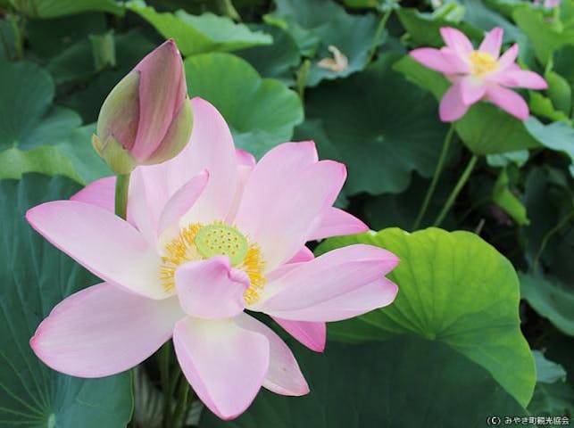 千栗土居公園の二千年ハス
