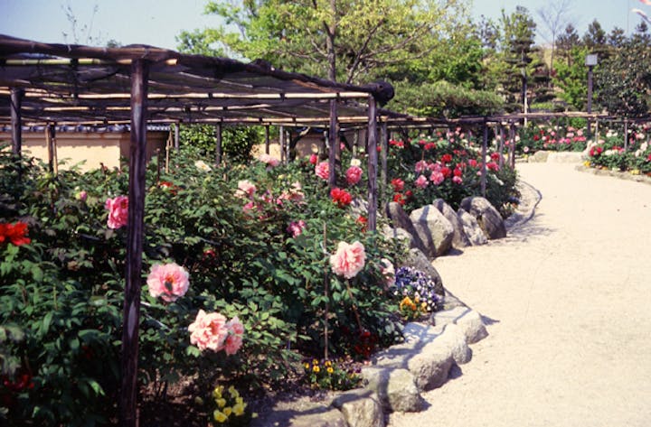 ぼたんと緑の丘