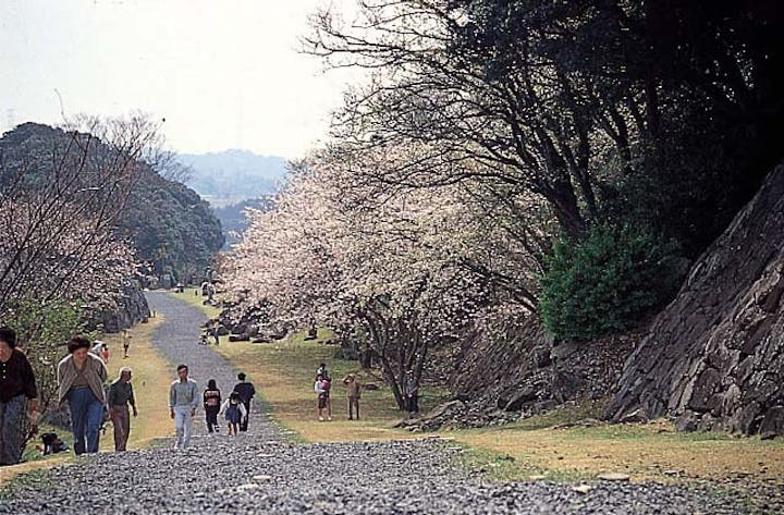 名護屋城跡の桜