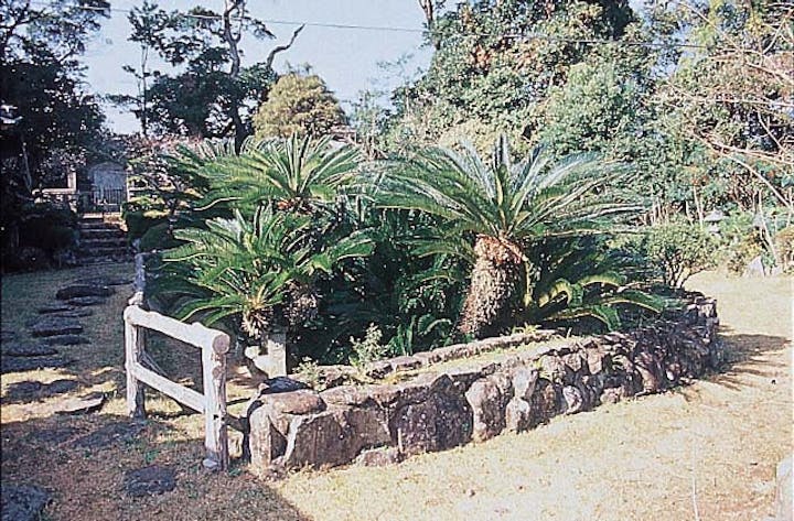 広沢寺の大蘇鉄