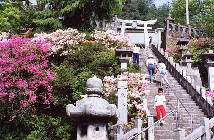 有田公園のツツジ