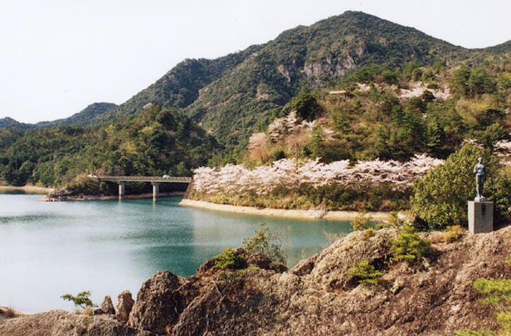 有田ダムの桜