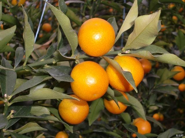 スポットの写真