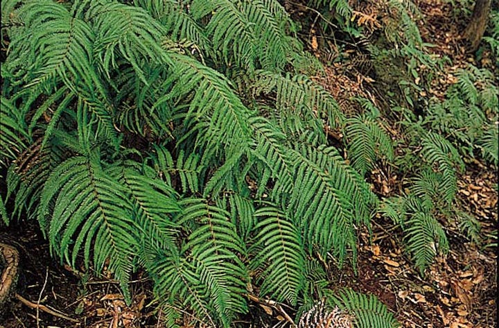 黒髪山カネコシダ自生地