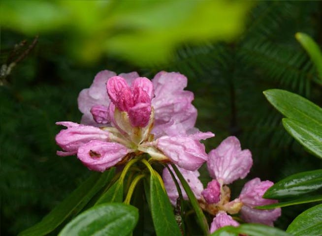 多良岳のシャクナゲ