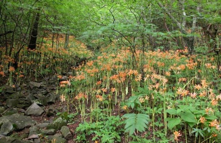 多良岳のオオキツネノカミソリ