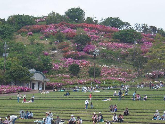 稲佐山つつじまつり