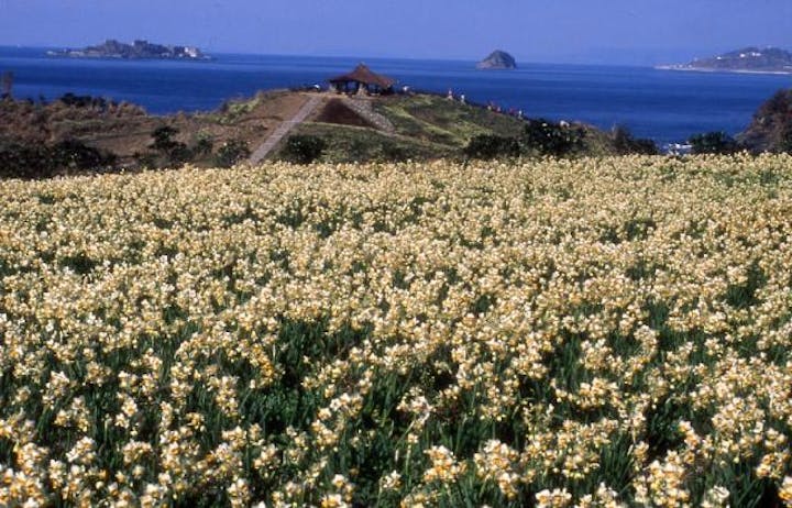 【2021年開催中止】のもざき水仙まつり