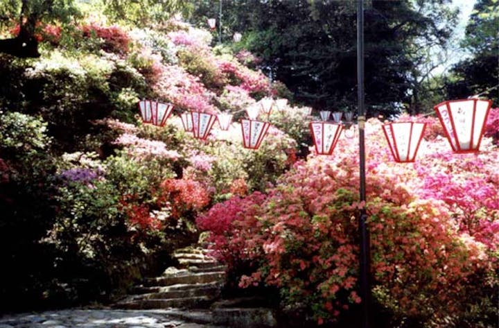 諫早公園のツツジ