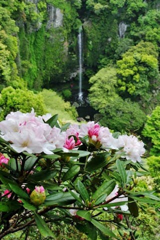 裏見の滝自然花苑