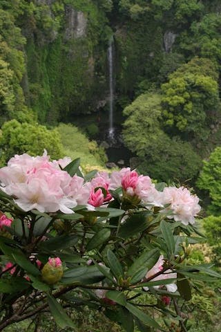 裏見の滝自然花苑しゃくなげ祭り