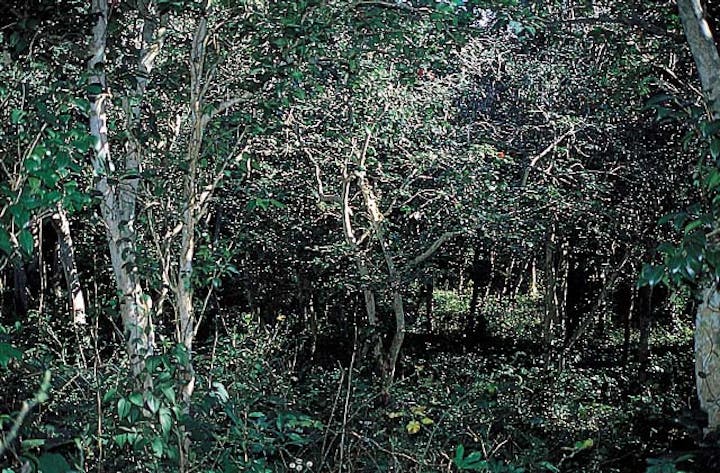 久賀島のツバキ原始林