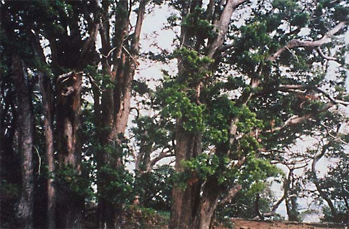 亀岡公園のマキ並木